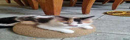 Mixed Breed cats for sale: Playfull beautiful 😍 kittens ready to go £85 - Advert 10