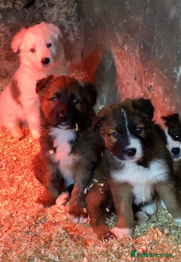 Mixed Breed dogs Australian Shepherd X Border Collie pups 🐶  - Advert 2