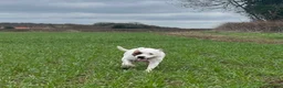 Staffordshire Bull Terrier dogs for sale: Staffordshire bull terrier puppies 🐾 - Advert 8