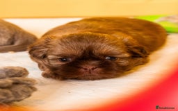 Shih Tzu dogs for sale: Stunning imperial Shih Tzu pups ready now - Image 8