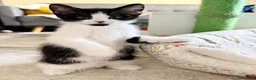 Mixed Breed cats for sale: 🐾 Clean, Healthy Bombay x Turkish Van Kittens - Advert 26