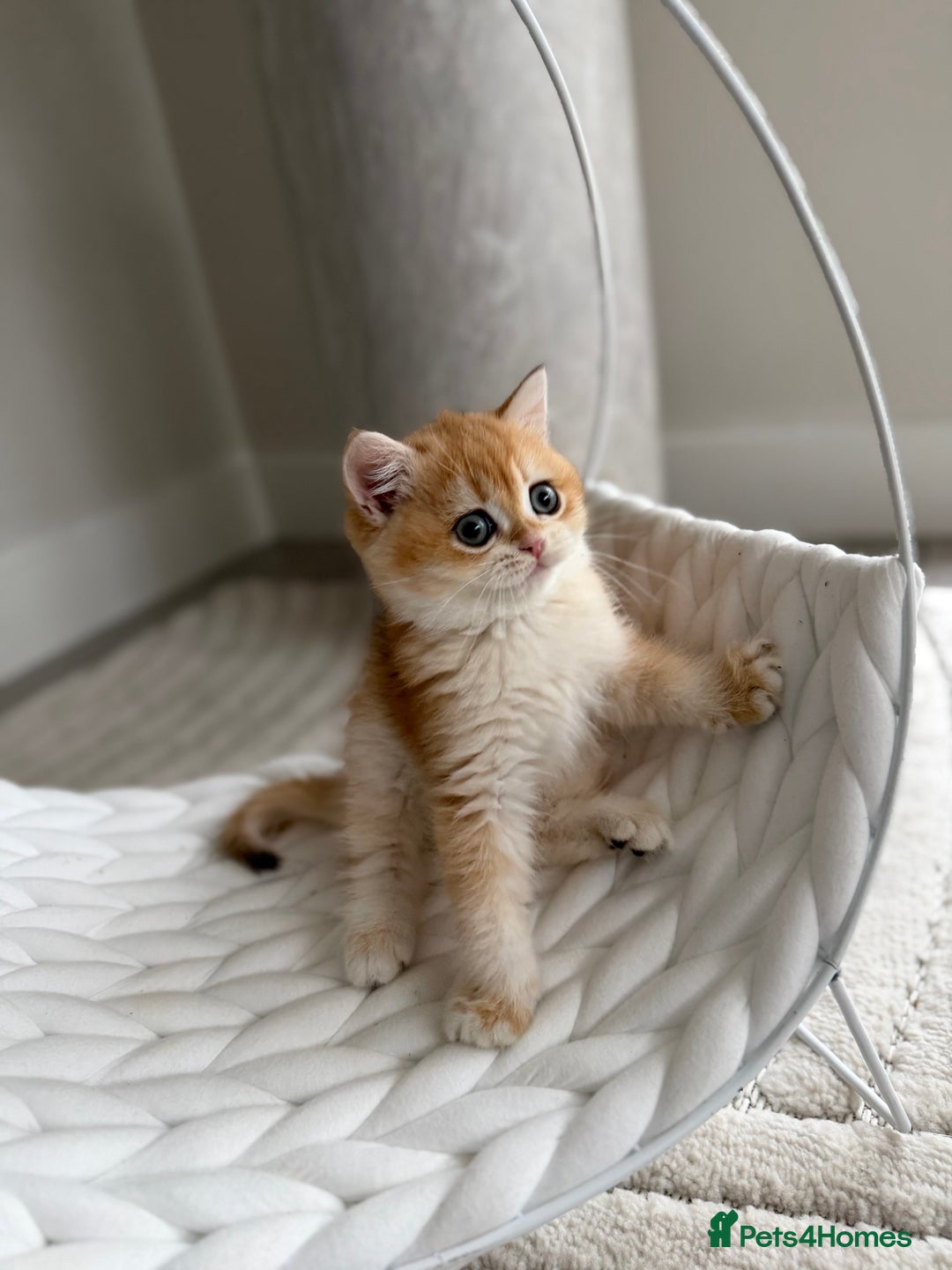 British Shorthair cats for sale: Golden British shorthair kittens  - Advert 5