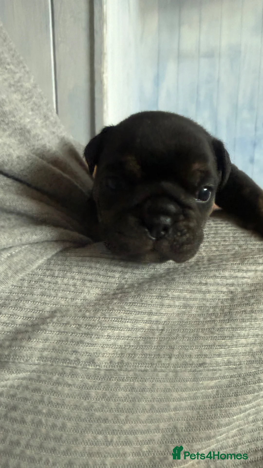 English Bulldog dogs for sale: Stunning English bulldog puppies  - Advert 24