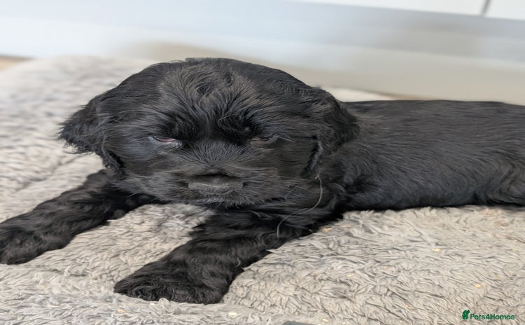 Cocker Spaniel dogs KC Registered Show type cocker spaniel  - Advert 4