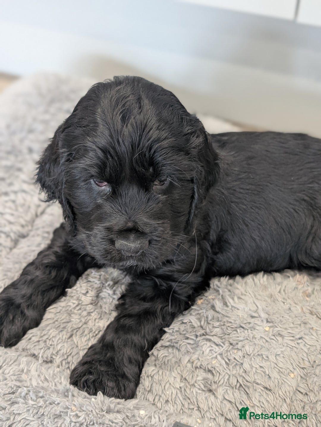 Cocker Spaniel dogs for sale: Show type cocker spaniel  - Image 12