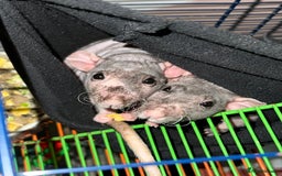 Rat rodents for sale: Bold /fearless Rat’s  - Image 1