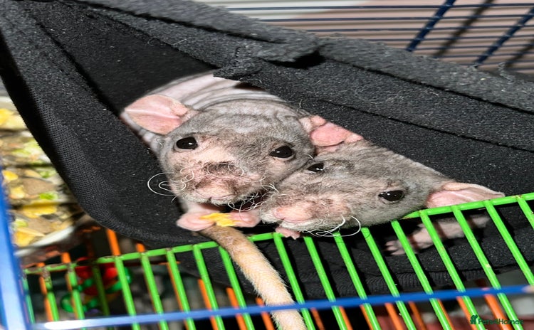 Rat rodents - Advert 1