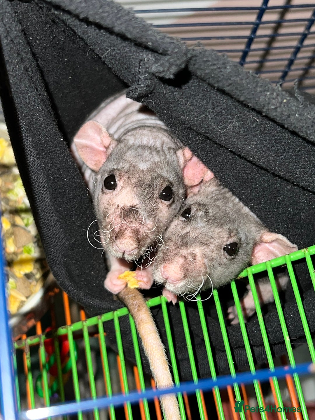 Rat rodents for sale: Bold /fearless Rat’s  - Image 1