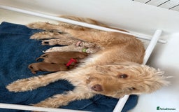 Cockapoo dogs for sale: Beautiful health tested cockapoos, ready Nov 💙💗 - Image 8
