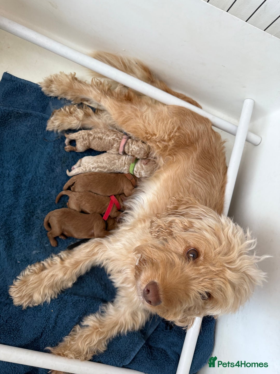 Cockapoo dogs for sale: Beautiful health tested cockapoos, ready Nov 💙💗 - Image 8