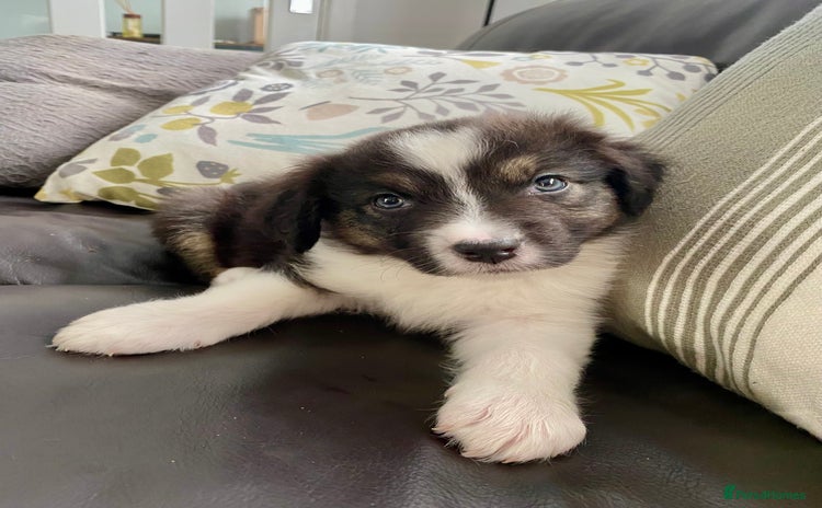 Australian Shepherd dogs - Advert 1
