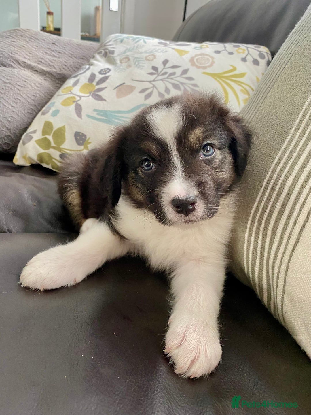 Australian Shepherd dogs for sale: Miss Julie Duckworth - Image 1