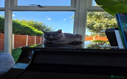 Scottish Fold cats for sale: Scottish fold - Image 6