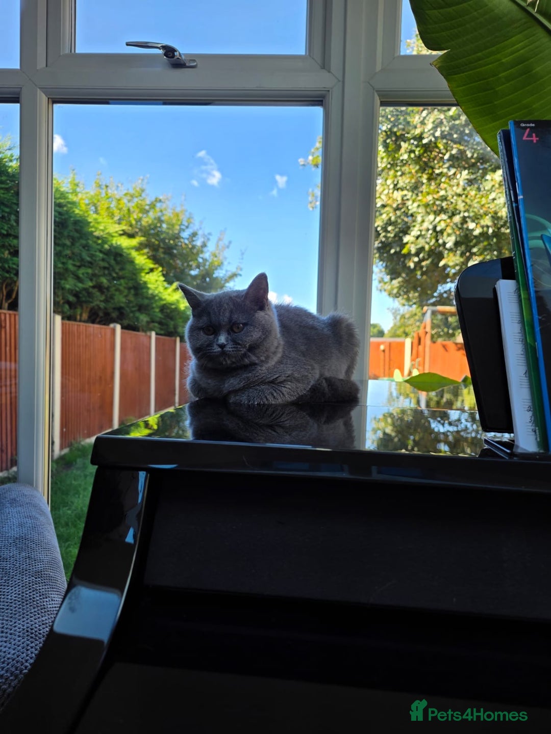 Scottish Fold cats for sale: Scottish fold - Image 6