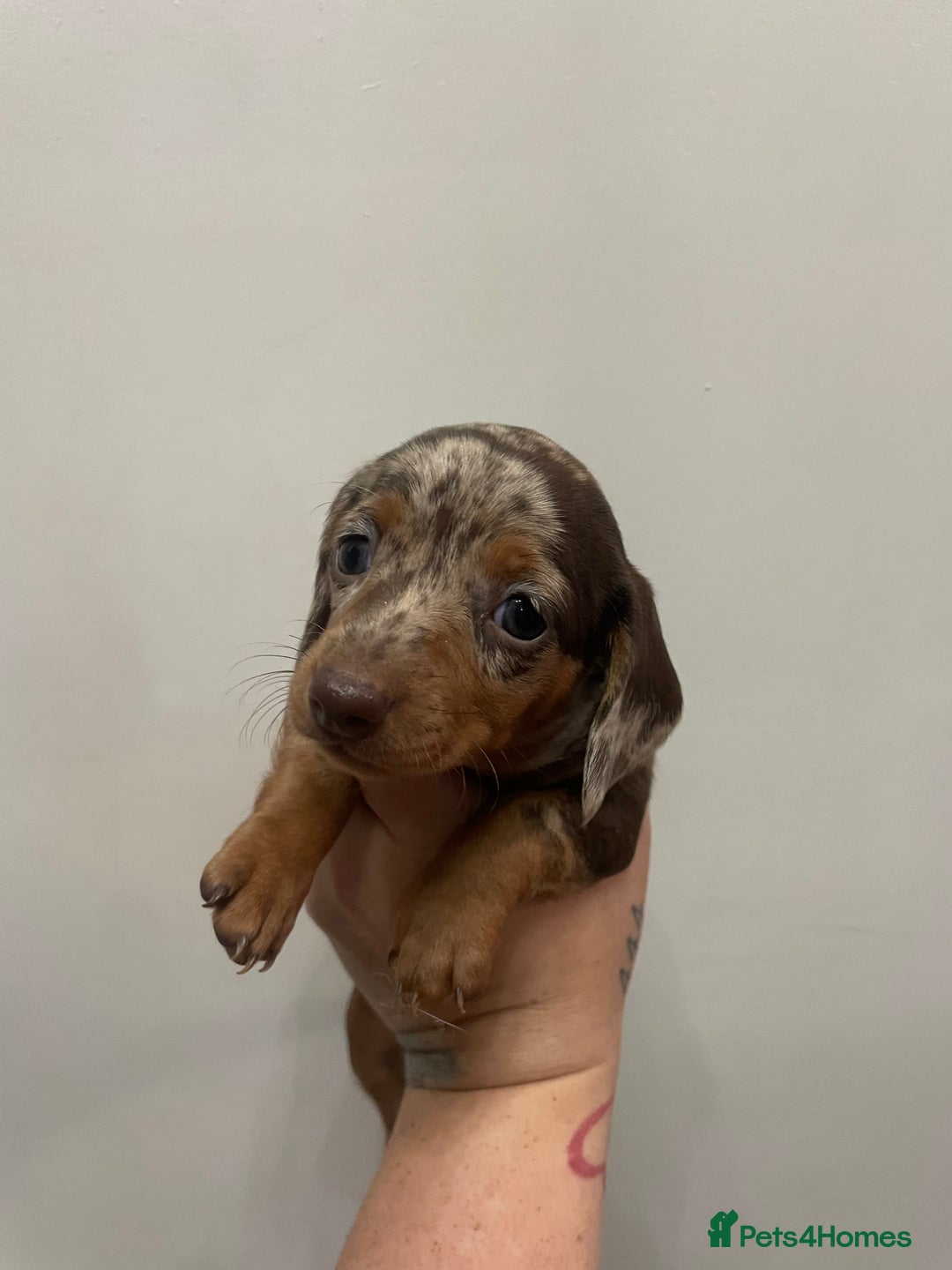 Dachshund dogs for sale: Beautiful Dachshund puppies - Image 6