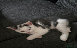 Mixed Breed cats for sale: Ragdoll X Kittens - Image 7
