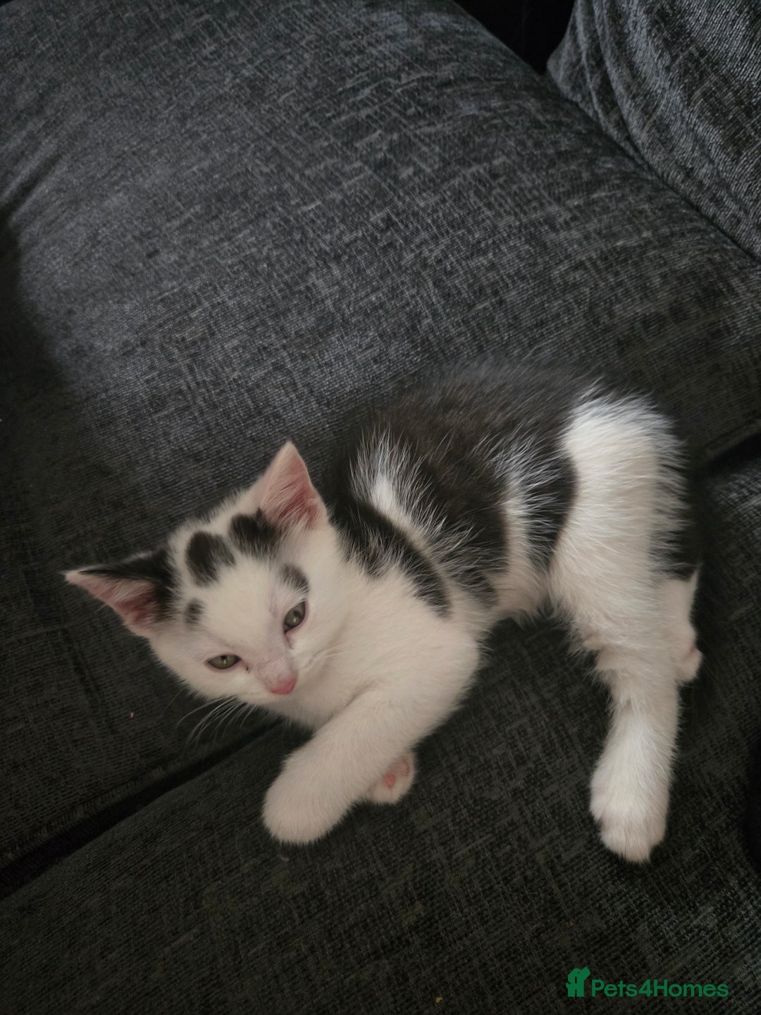 Mixed Breed cats for sale: Ragdoll X Kittens - Image 7