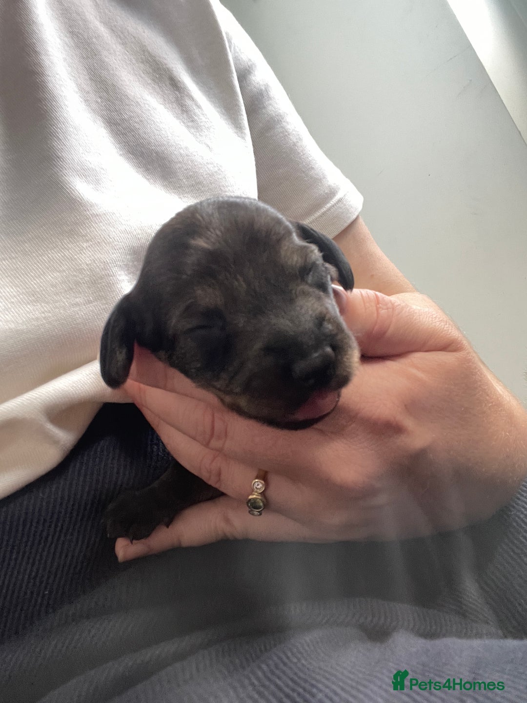 Dachshund dogs for sale: KC Registered Wirehaired Teckel Standard Dacshund  - Image 14