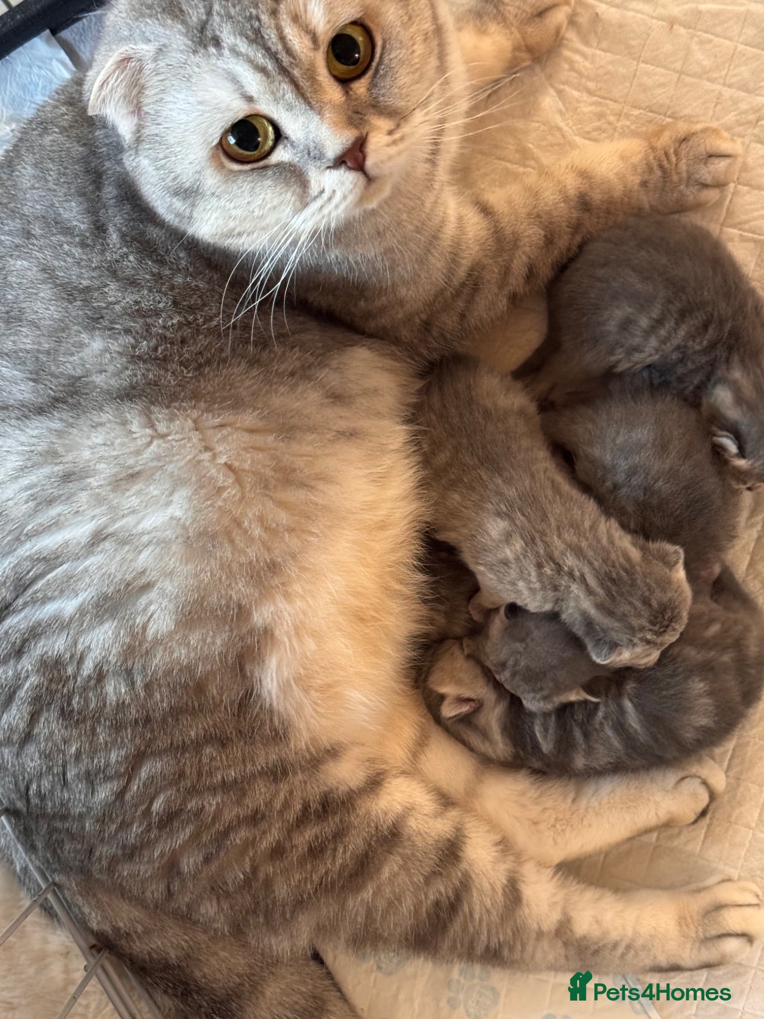 Persian cats Beautiful Scottish fold exotic Persian kittens  - Advert 1