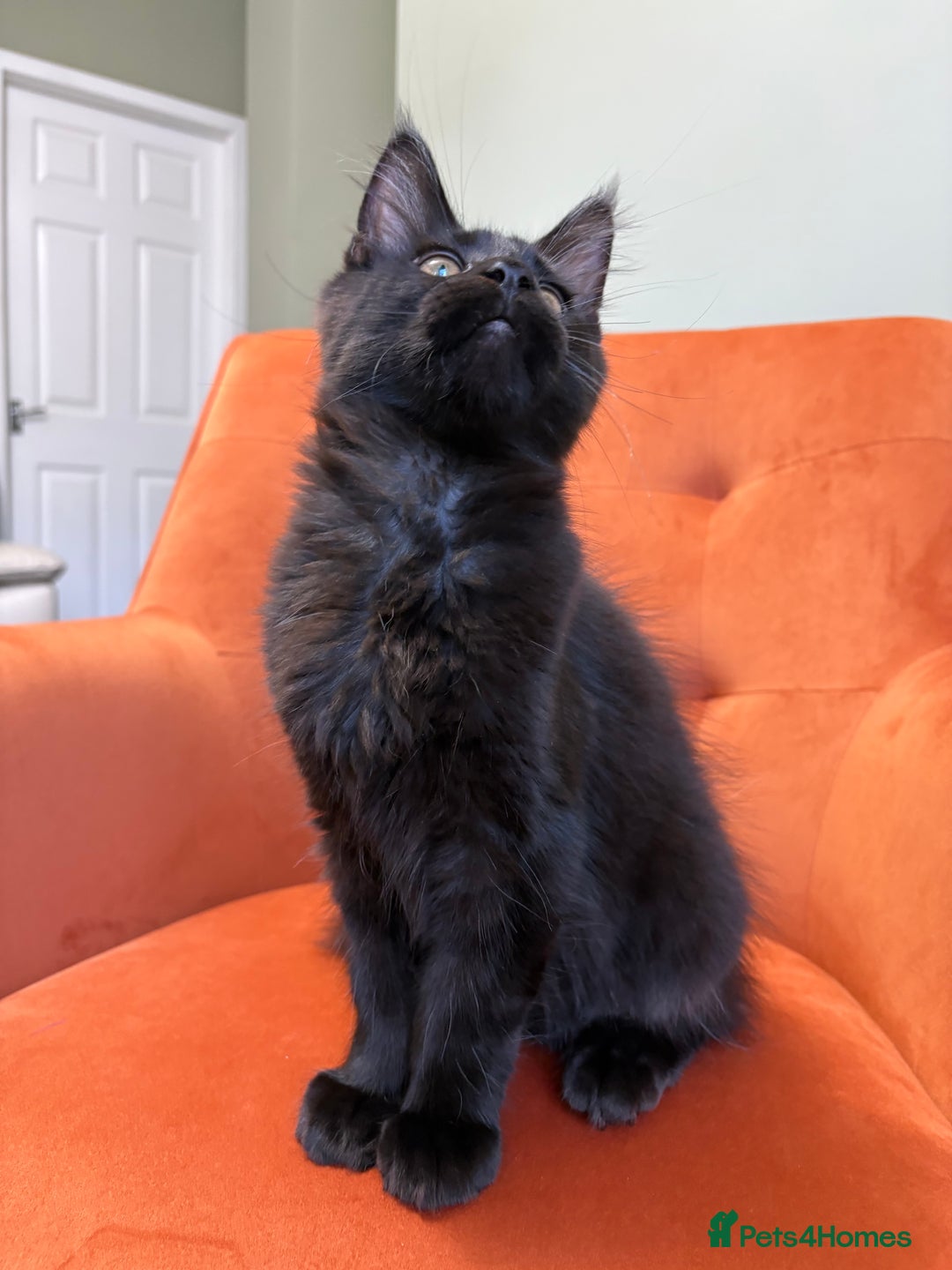 Maine Coon cats for sale: ✨Maine Coon Kittens Available - Champion Pedigree✨ - Image 15