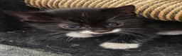 Mixed Breed cats for sale: Black & Wite Kittens Looking for Loving Homes 🐾 - Advert 10