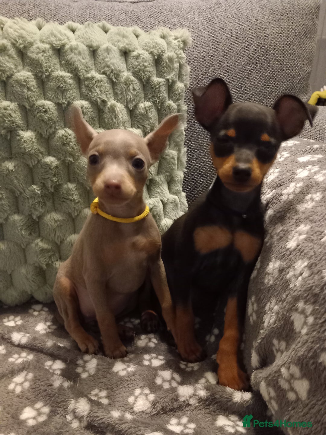 Miniature Pinscher dogs for sale: KC Reg Mini Pins, 2 remaining (READY TO LEAVE NOW) - Advert 4
