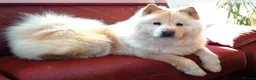Mixed Breed dogs for sale: Gorgeous Chowador puppies. Chow x Lab - Advert 21