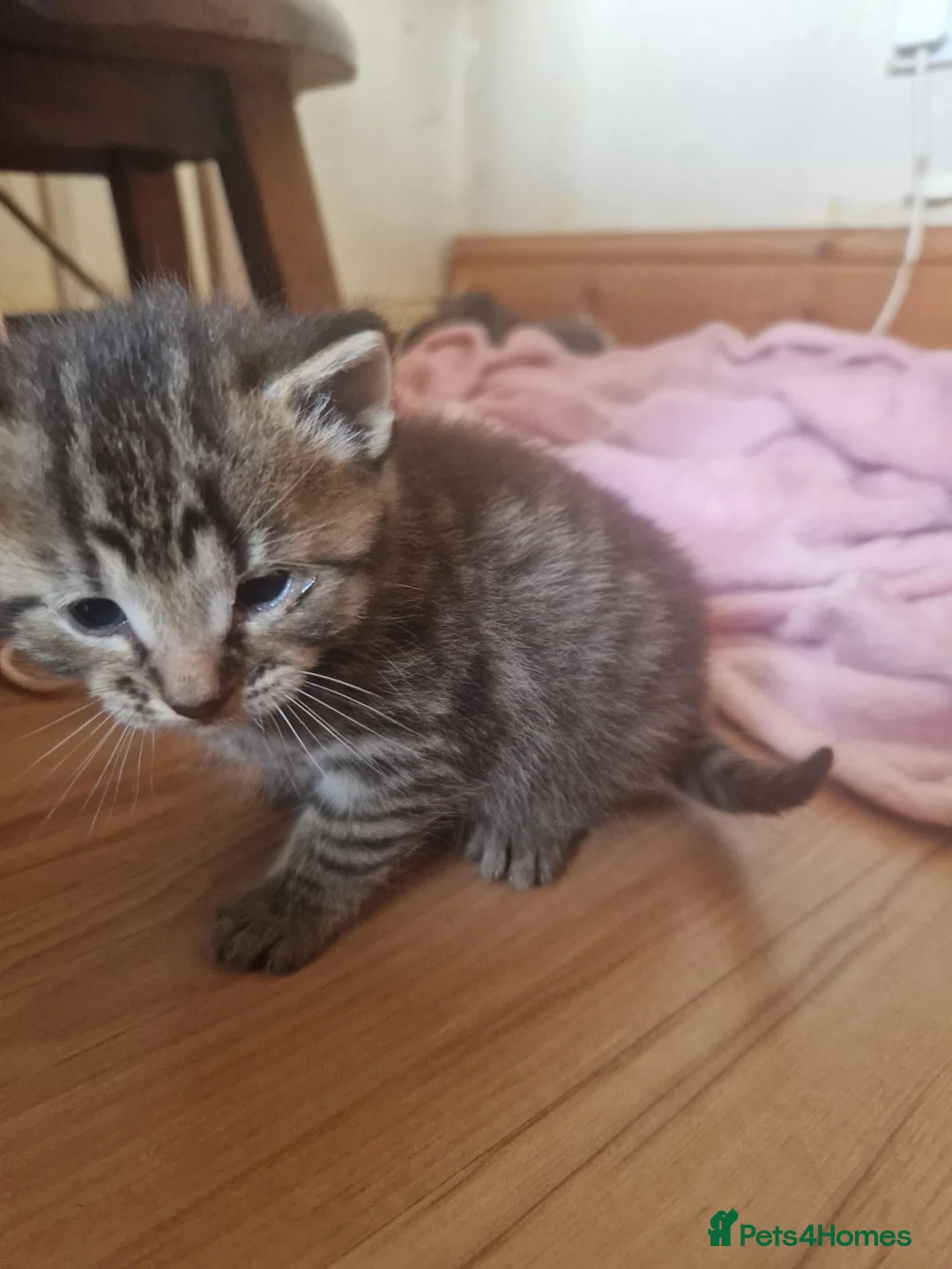 Mixed Breed cats for sale: Tabby Male- PLEASE READ DESCRIPTION  - Advert 5