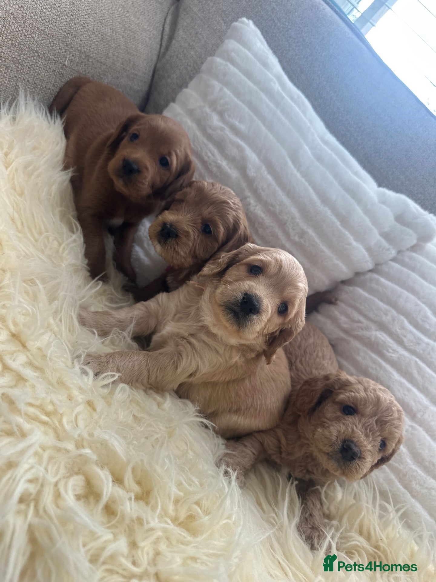 Mixed Breed dogs Golden Cockapoo × Labradoodle Puppies - Advert 1