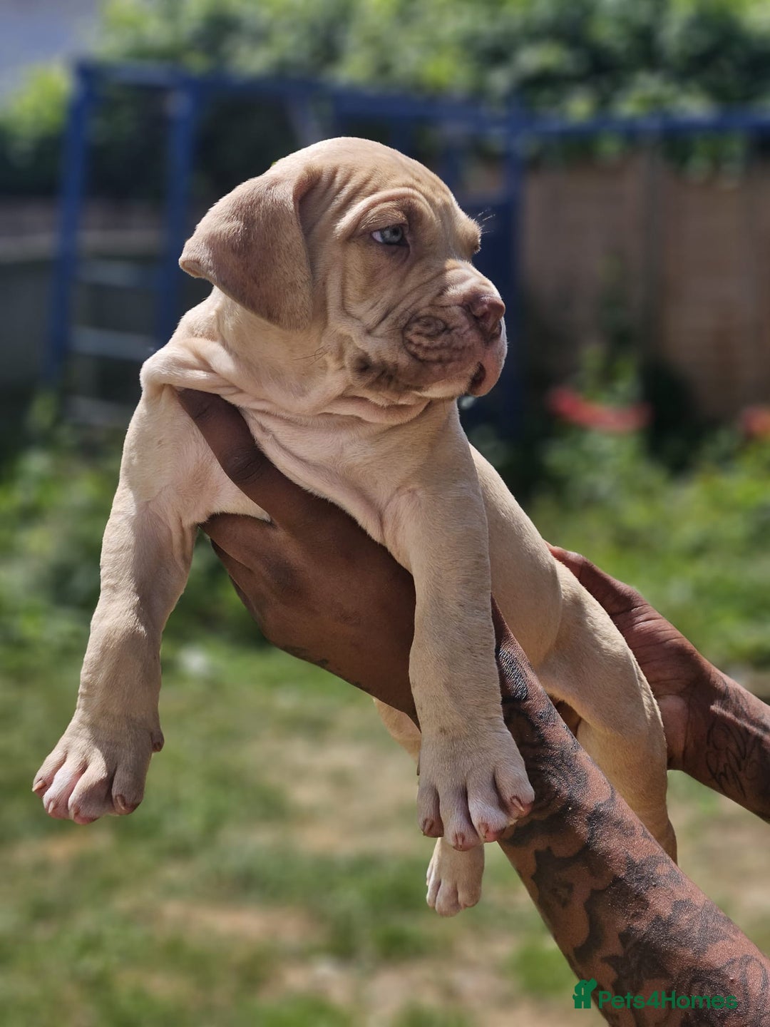 Mastiff dogs for sale: Boerbel x ultimate Mastiff in London - Image 17