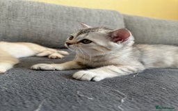 British Shorthair cats for sale: Stunning British Shorthair  - Image 24