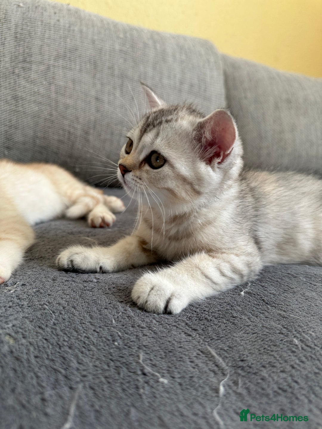 British Shorthair cats for sale: Stunning British Shorthair  - Image 24