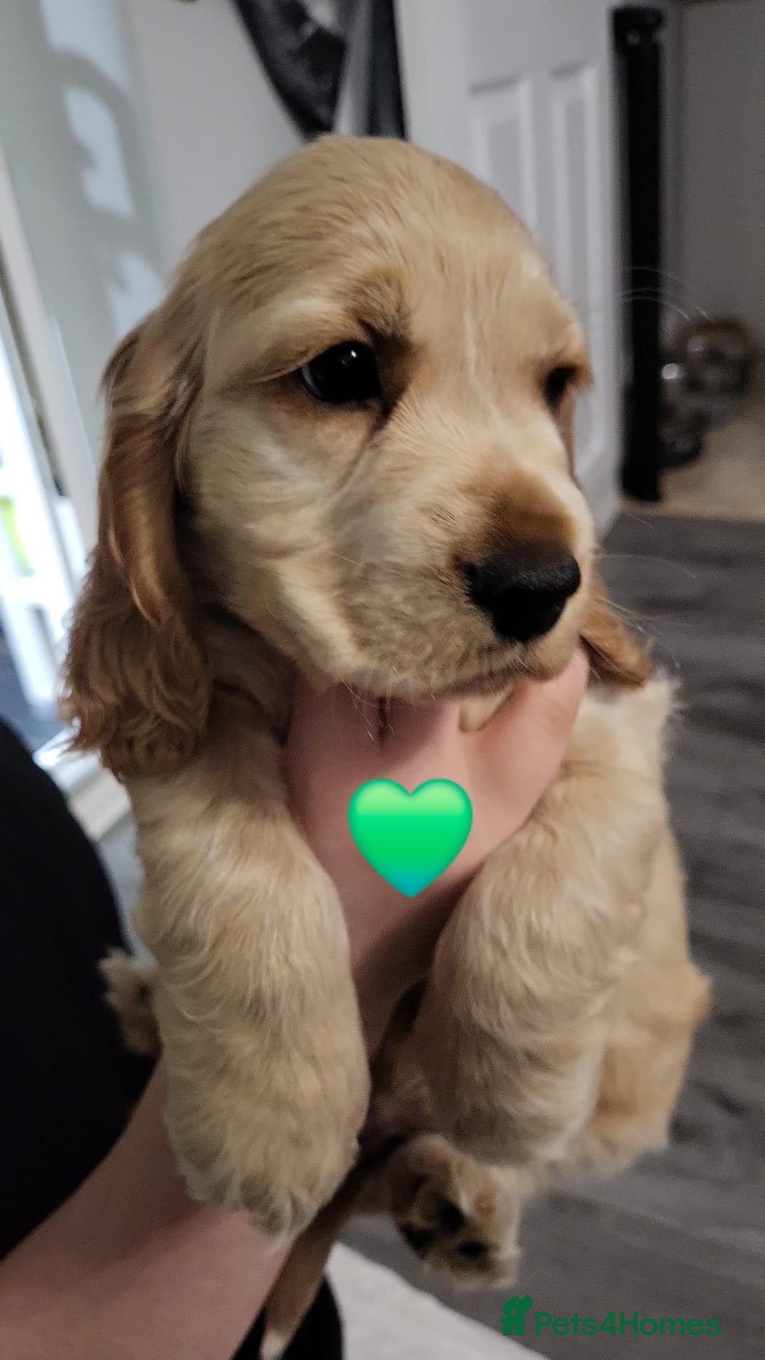 Cocker Spaniel dogs for sale: GOLDEN SHOW COCKER PUPPIES  - Image 23