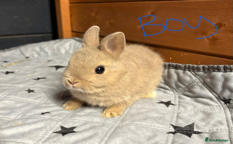 Mini Lop rabbits - Advert 14