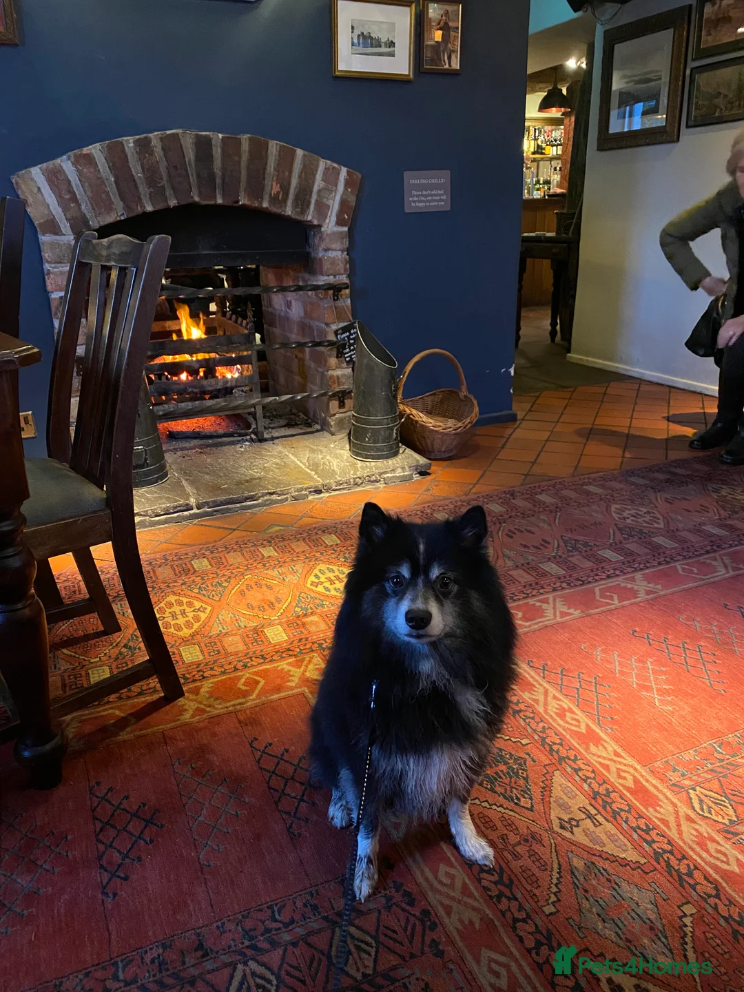 Pomsky dogs for stud: Pomsky for Stud - Advert 14