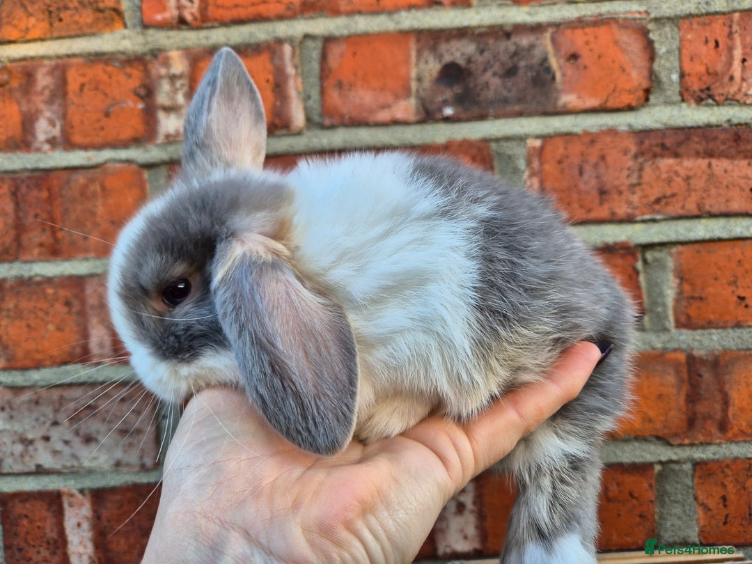 Mini Lop rabbits for sale: 7 stunning mini lops - Advert 12