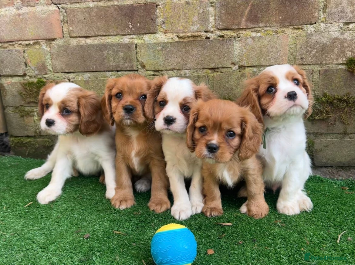 Cavalier King Charles Spaniel dogs 3 boys left ready Monday 2nd ❤️ - Advert 13