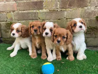 Cavalier King Charles Spaniel dogs 3 boys left ready Monday 2nd ❤️ - Advert 13