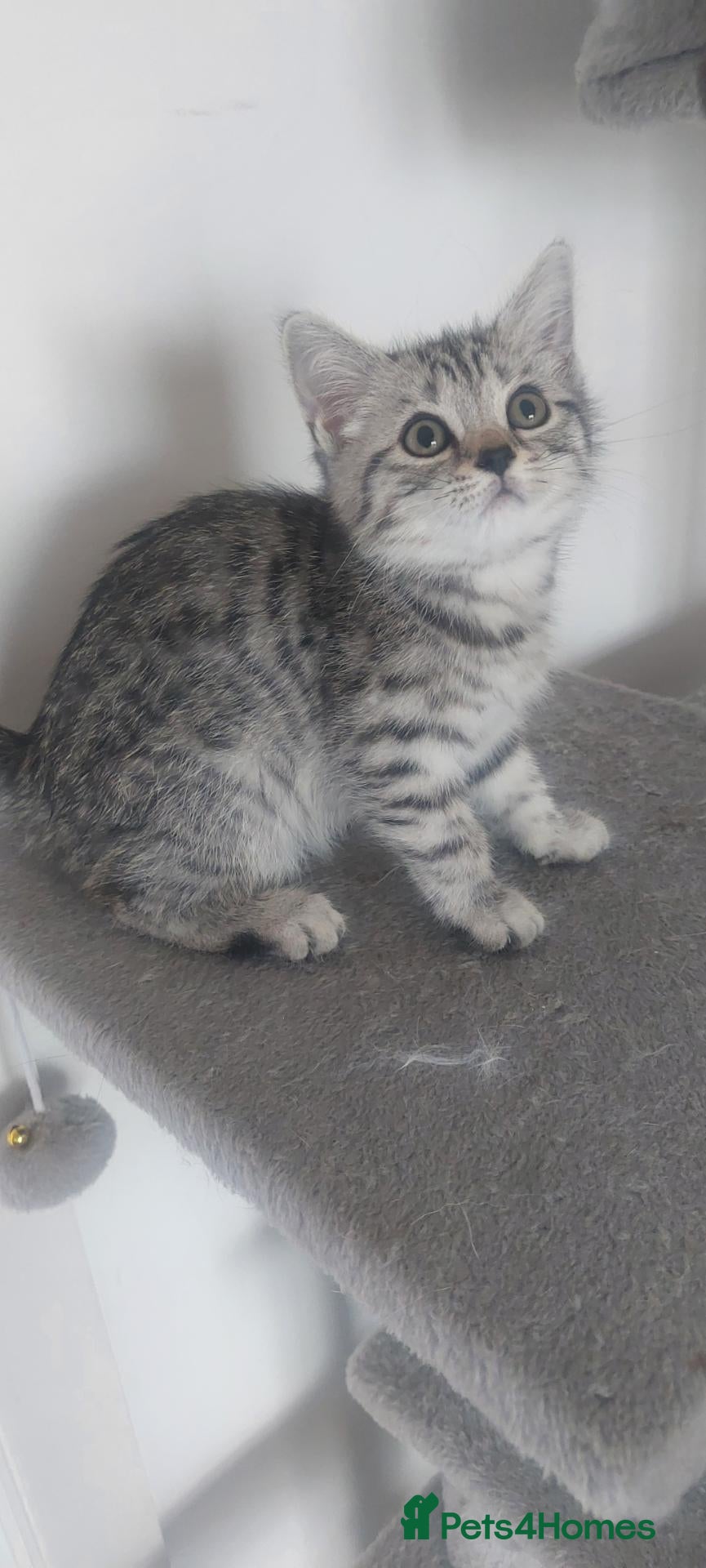 British Shorthair cats Classic tabby and spotted british shorthair girls - Advert 1