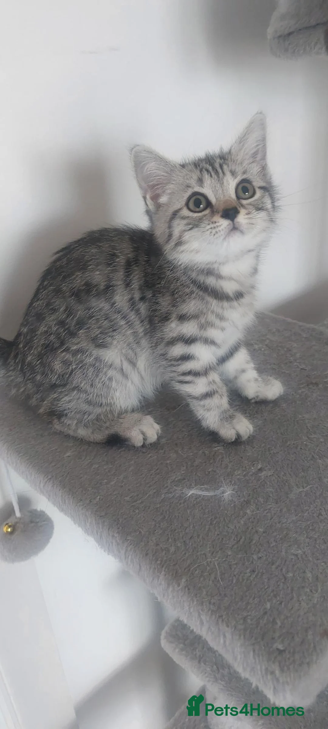 British Shorthair cats for sale: Classic tabby and spotted british shorthair girls - Advert 1