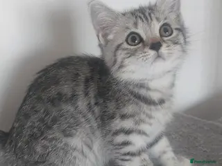 British Shorthair cats Classic tabby and spotted british shorthair girls - Advert 1
