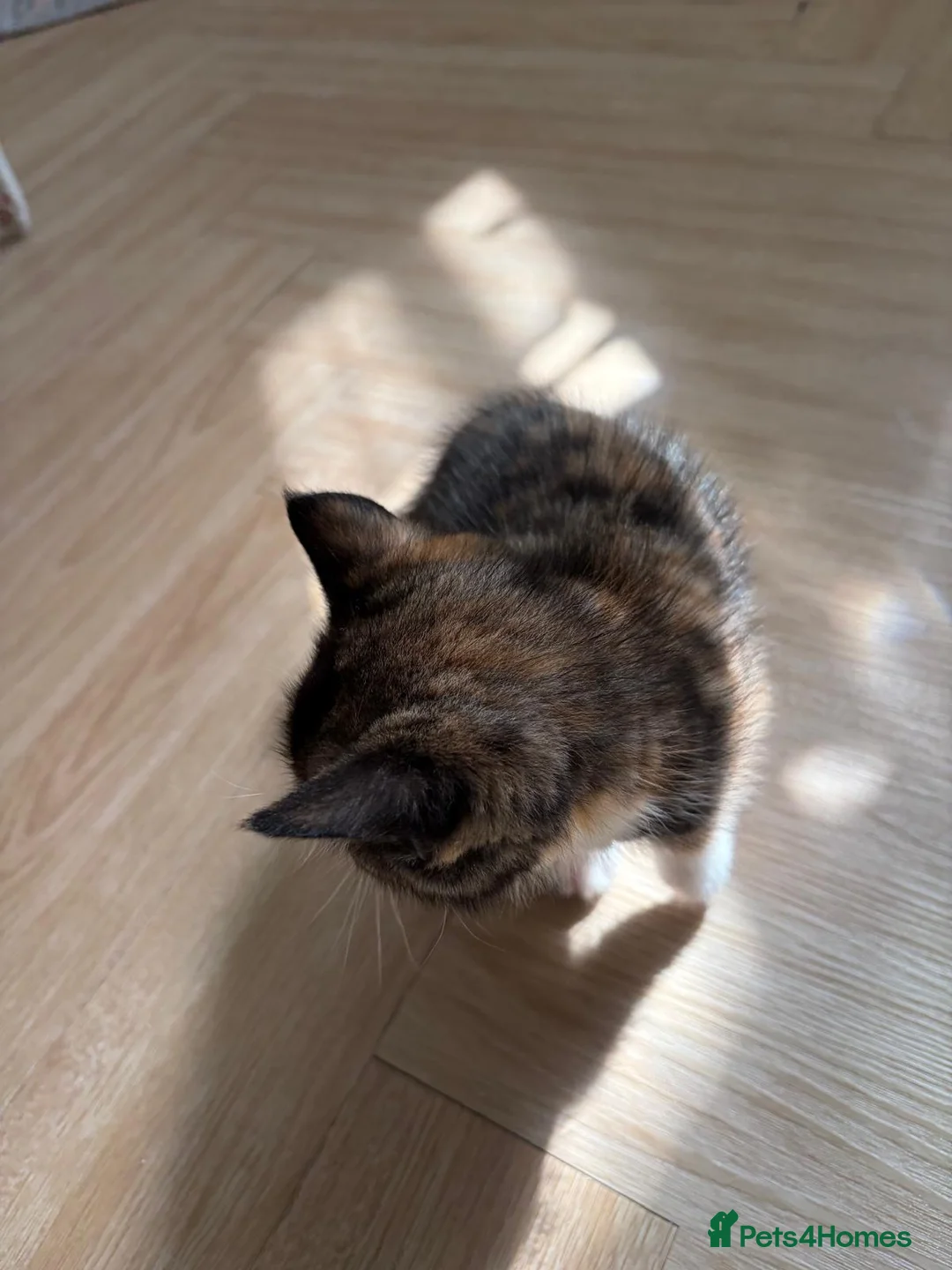 Mixed Breed cats for sale: Two beautiful kittens for sale  in Isleworth - Advert 8