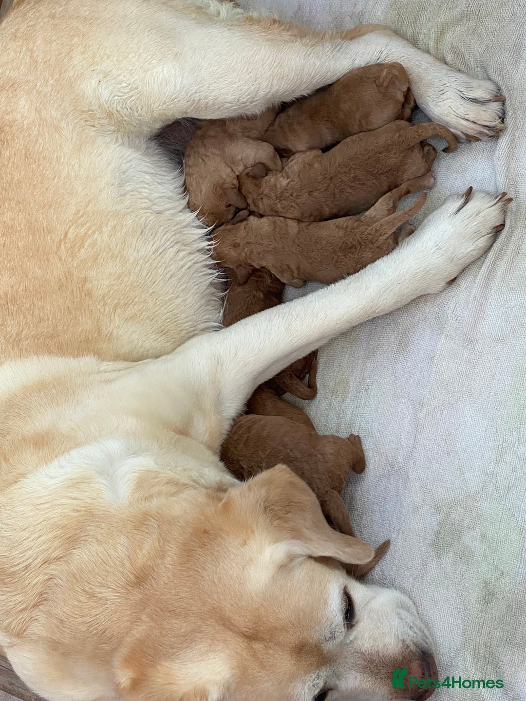 Labradoodle dogs for sale: F1 Red Miniature Labradoodles  - Advert 3
