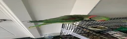 Parrots birds for sale: Tamed Alexandrine Parrot in Manchester - Advert 4