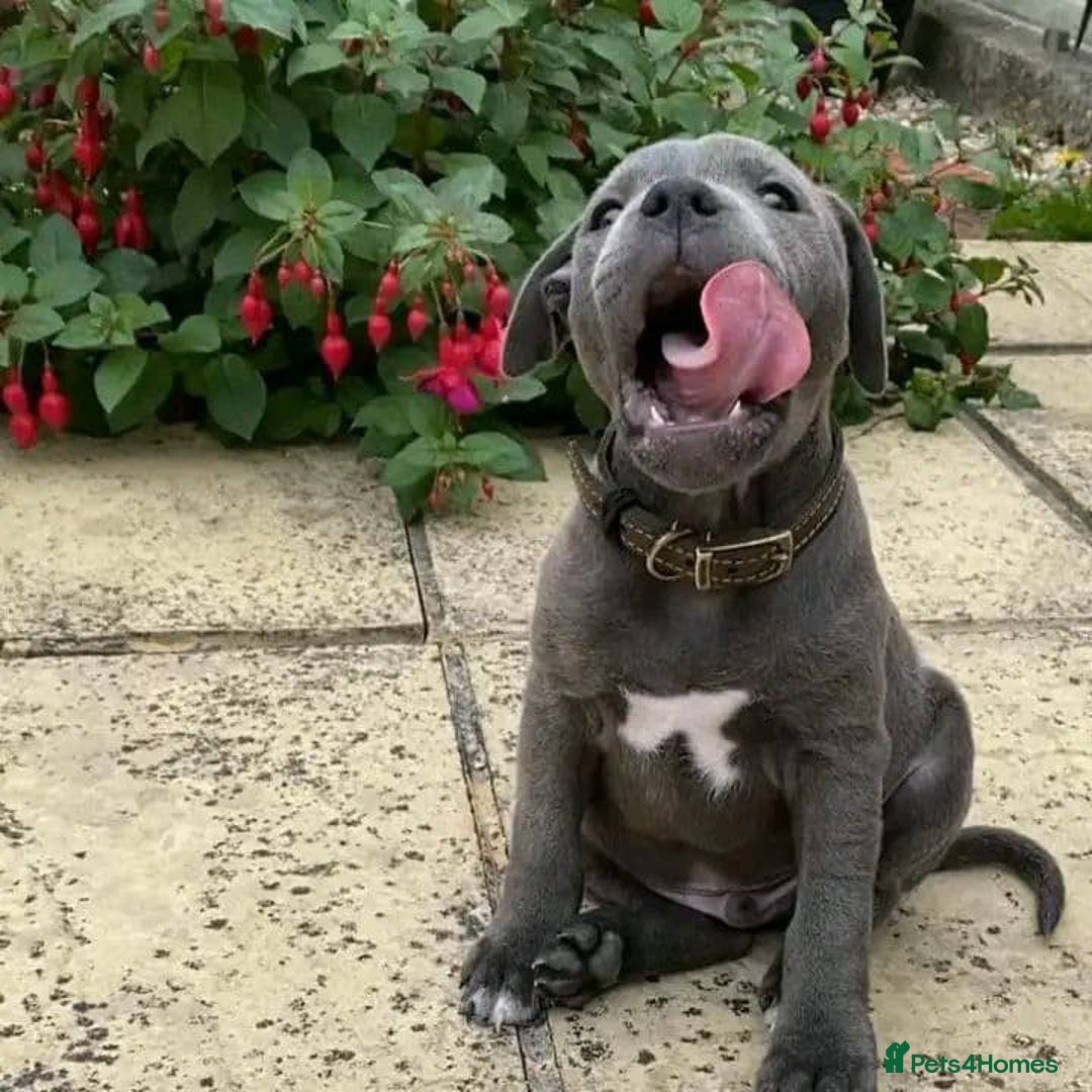 Staffordshire Bull Terrier dogs for sale: Staffordshire bullterrie puppies  - Image 2