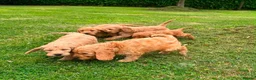 Cockapoo dogs for sale: Chunky Cockapoo Puppies - Advert 13