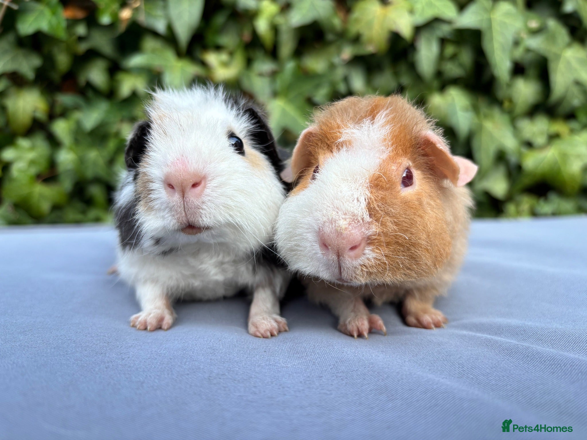 Guinea Pig rodents Gorgeous baby Teddies  - Advert 2