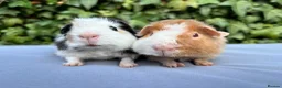 Guinea Pig rodents for sale: Gorgeous baby Teddies  - Advert 1