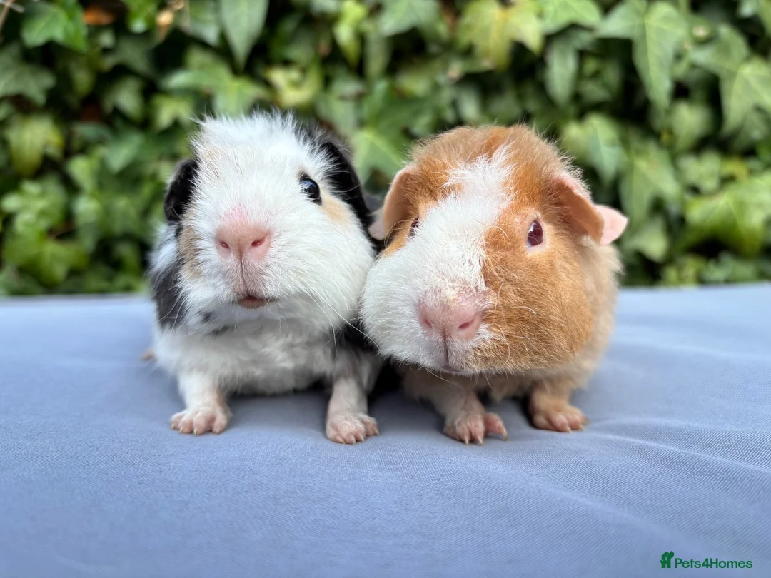 Guinea Pig rodents for sale: Gorgeous baby Teddies  - Advert 1
