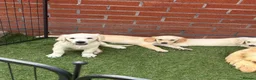 Golden Retriever dogs for sale: Kc reg golden retriever puppies  - Advert 20
